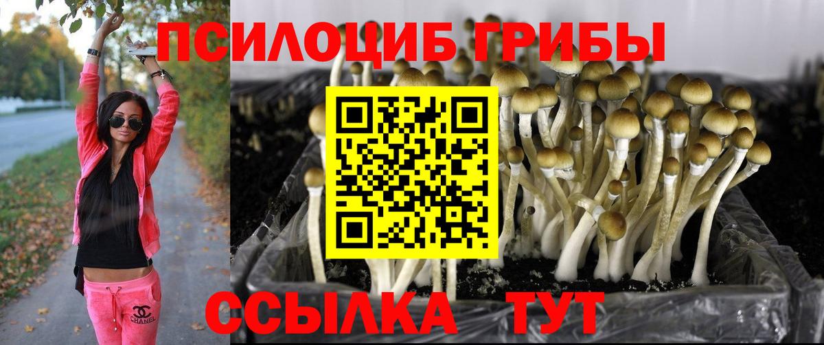 где купить   Галлюциногенные грибы Psilocybine cubensis  Вход с VPN  Кировск 